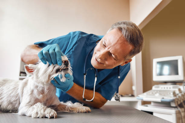 South River, NJ Emergency Dentist Pros